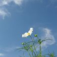 秋の空、コスモスの輝き