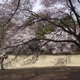 桜のある風景