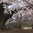 桜、大木の風格