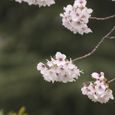 桜の枝先、鞠のよう