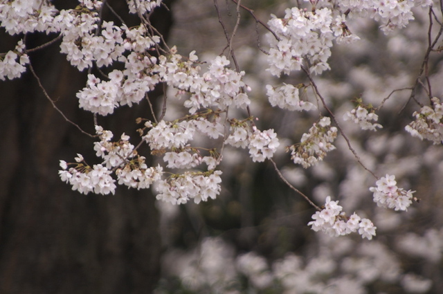 桜の枝先